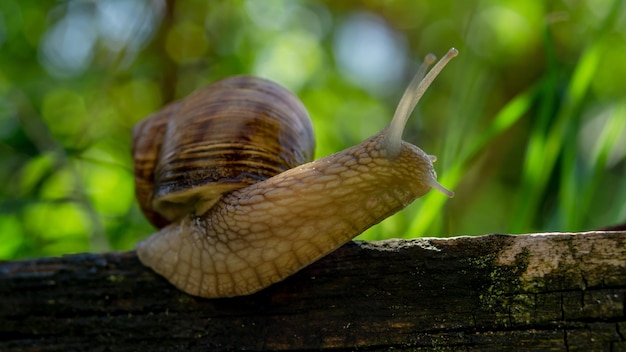 caracol burdeos se arrastra en la hierba verde