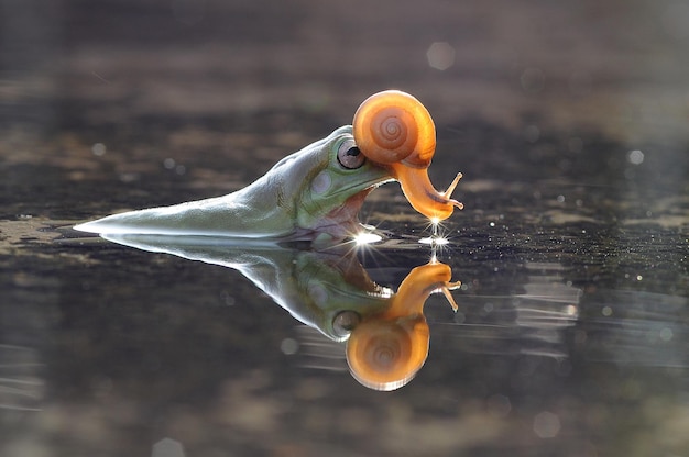 un caracol en la cabeza de una rana en un charco