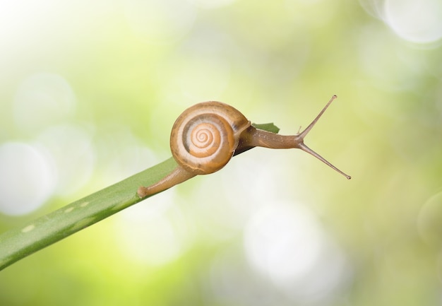 Caracol caminando sobre aloe vera sobre fondo verde bokeh concepto de belleza cuidado helath