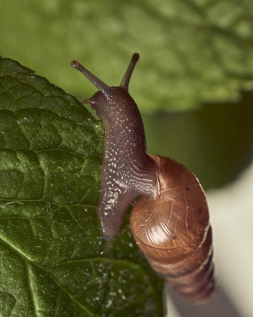 Caracol caminando sobre hoja de menta