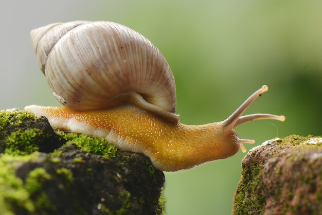 Caracol caminando sobre una rama de cerca