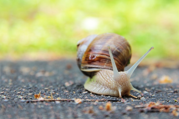 Caracol en el camino