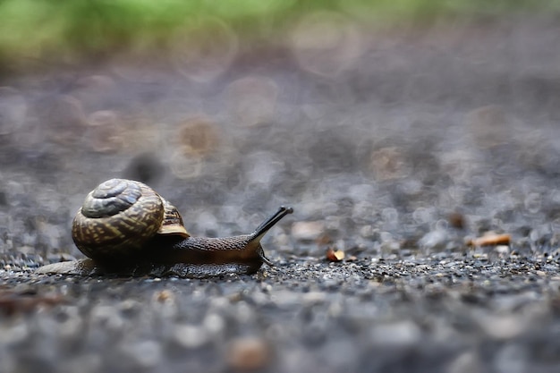 Caracol / caracol pequeño en el bosque en el caparazón, fotografía macro