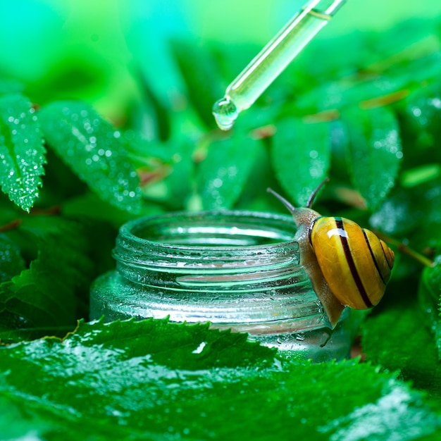 Caracol cerca de un frasco de vidrio con suero facial con mucina de caracol sobre un fondo de hojas verdes El uso de moco de caracol en cosmetología Cuidado de la piel y concepto de belleza