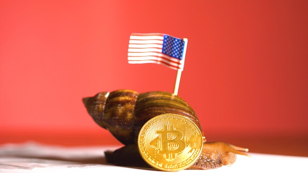 Caracol com bandeira americana nas costas e moeda bitcoin btc criptografada perto dela