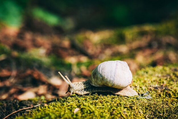 Caracol com casca branca rastejando sobre o musgo da floresta.