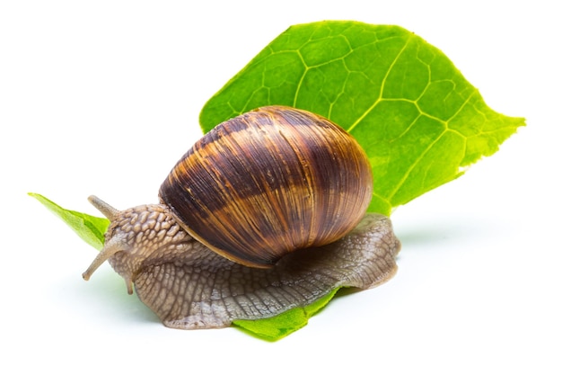 Caracol come una hoja de lechuga