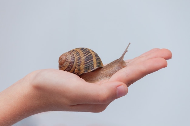 Caracol comestible en la mano del niño sobre fondo gris.