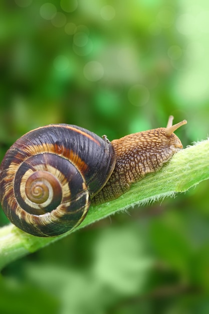 Caracol común arrastrándose sobre la planta en el jardín