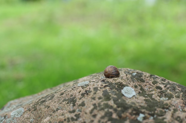 Caracol común sobre una piedra con musgo