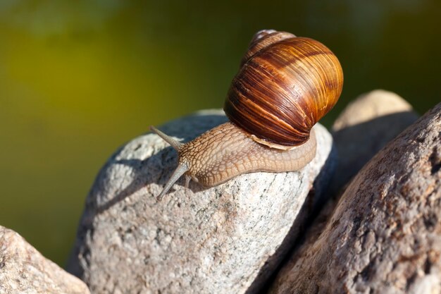 Caracol común