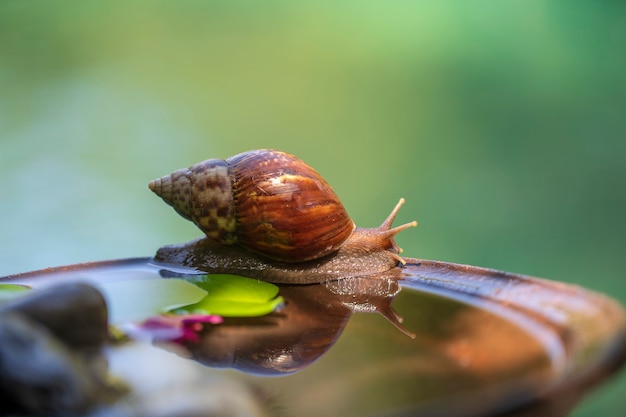 Un caracol en una concha se arrastra sobre una olla de cerámica con agua, día de verano en el jardín, cerca de la isla de Bali, Indonesia