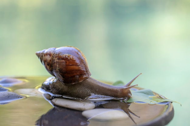 Un caracol en una concha se arrastra sobre una olla de cerámica con agua, día de verano en el jardín, cerca de la isla de Bali, Indonesia