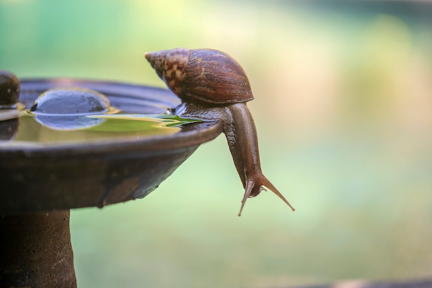 Un caracol en una concha se arrastra sobre una olla de cerámica con agua, día de verano en el jardín, cerca de la isla de Bali, Indonesia