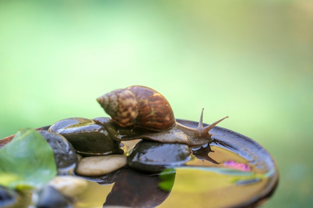 Un caracol en una concha se arrastra sobre una olla de cerámica con agua, día de verano en el jardín, cerca de la isla de Bali, Indonesia