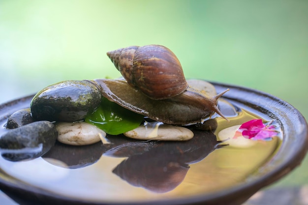 Un caracol en una concha se arrastra sobre una vasija de cerámica con agua el día de verano en el jardín cerca de Bali Indonesia