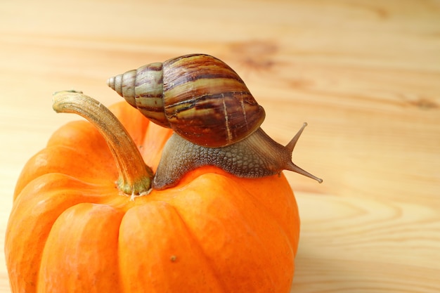 Caracol de concha de rayas marrones que sube la calabaza de color naranja vibrante en la mesa de madera