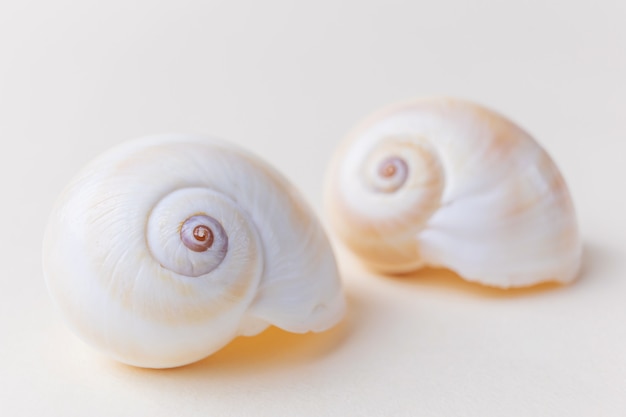 Caracol conchas close-up em bege