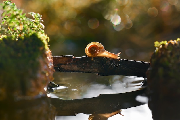 caracol cruzando na água