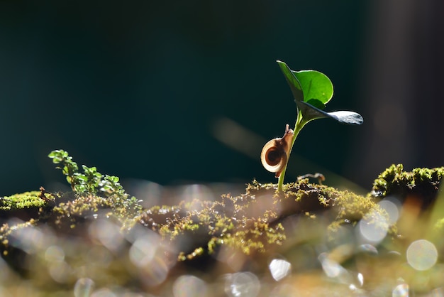 Caracol un cruzando una planta