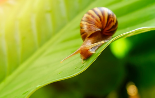 Caracol curioso na folha verde