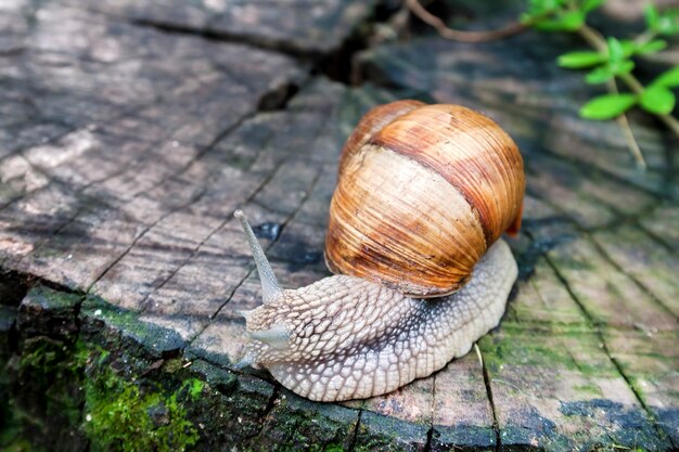 Caracol da Borgonha (Helix pomatia) ou escargot em ambiente natural.