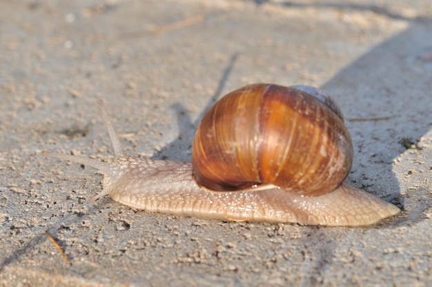 Caracol da borgonha