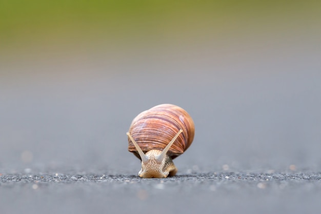 Caracol de Borgonha escorregar no asfalto