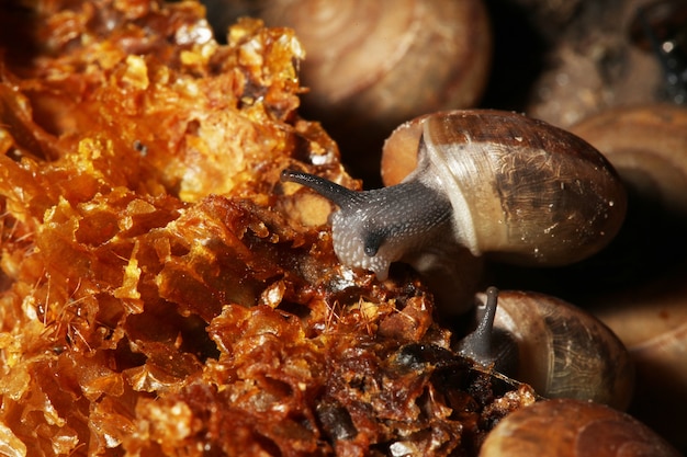 Caracol de grupo comendo na comida