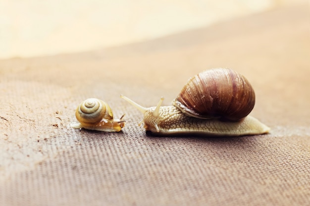 Caracol de jardim com seu bebê no jardim