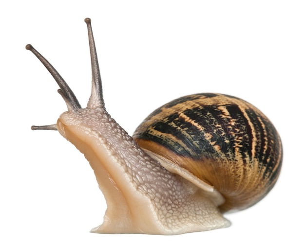 Caracol de jardim em branco isolado