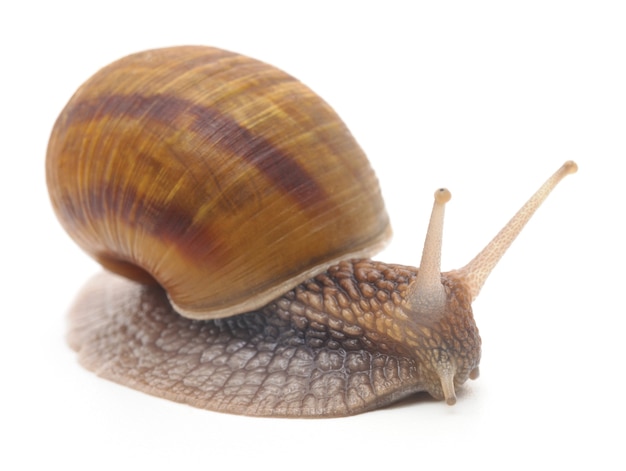 Caracol de jardim marrom em um fundo branco.