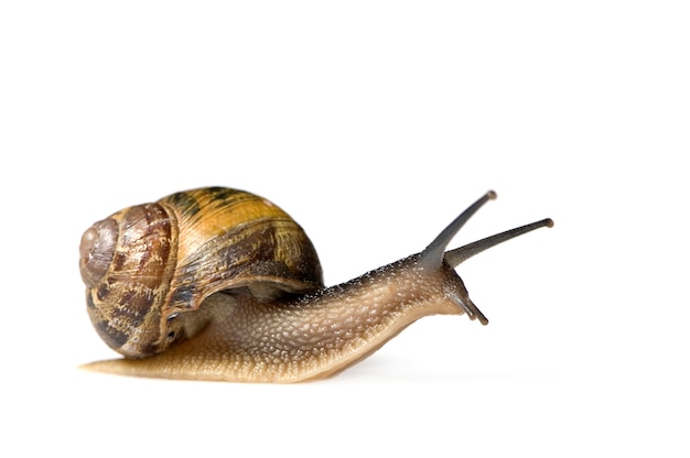 Caracol de jardim na frente de um fundo branco