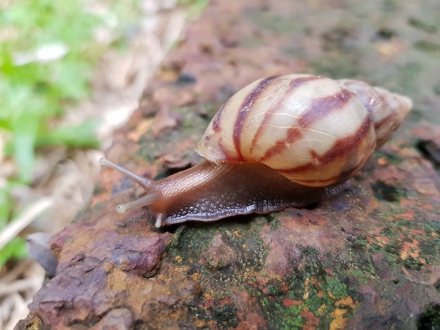 Caracol de jardim