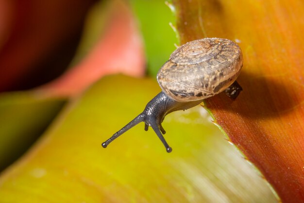 Caracol de macro na folha