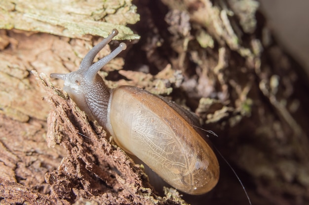 Caracol de macro na planta