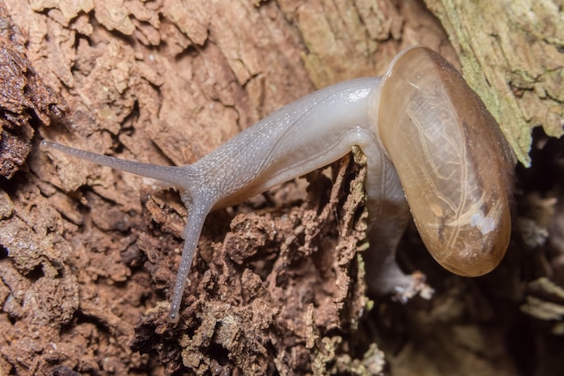 Caracol de macro na planta