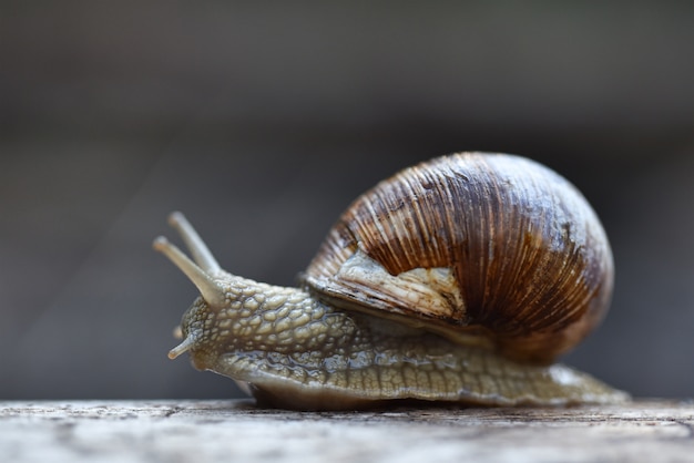 caracol de uva da floresta rastejando em uma árvore