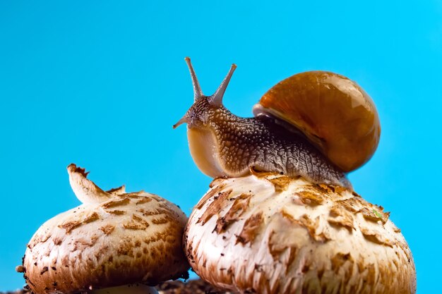 Caracol de uva em um cogumelo contra um céu azul