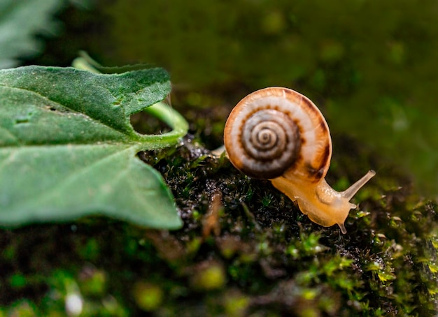 Caracol de uva pequeno sobre musgo verde fechado Fundo desfocado natural Helix pomatia Gastropoda