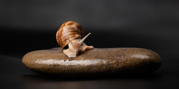 Caracol de uva sentado em uma pedra em um fundo escuro