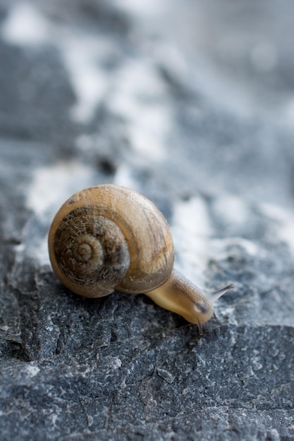 El caracol se desliza por las piedras.