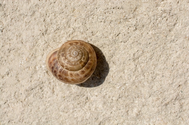 El caracol se desliza por el suelo pedregoso.