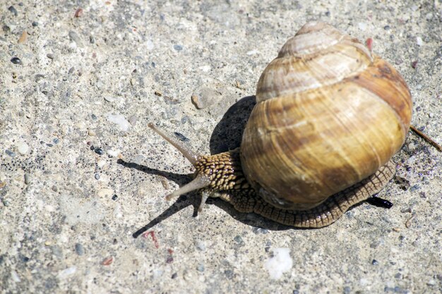 Caracol deslizándose sobre la textura de piedra.