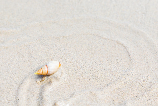 Caracol do mar pequeno fazendo uma trilha na areia da praia na maré baixa