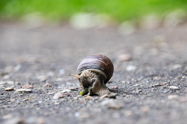 Caracol e folha verde no asfalto closeup