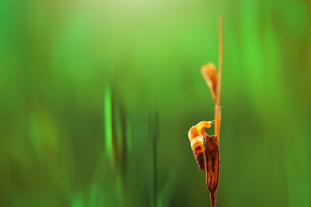 Caracol em flor em jardim tropical