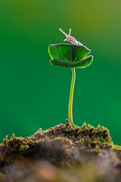 Caracol em flor em jardim tropical