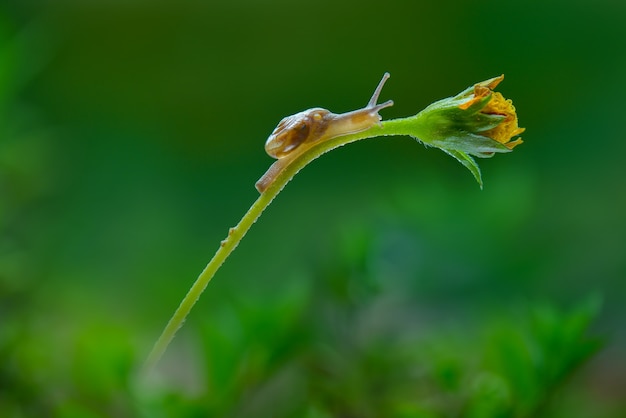 Caracol em flor em jardim tropical