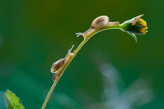 Caracol em flor em jardim tropical